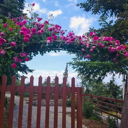Magnolia *